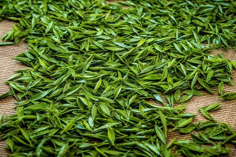 采茶工序新茶挑茶茶文化茶道龙井茶,高清,摄影图,摄影图片,图片大全,摄影图免费下载